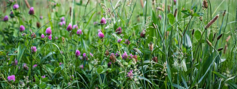 A closeup of the grass and flowers in a field under the sunlight at daytime