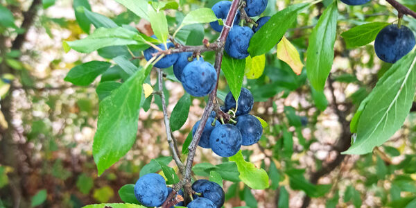 beeren-square